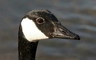 Canada Goose S Head Desktop Background Pixels