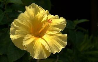Hibiscus High Yellow Resolution Photo Close World Photography Photos