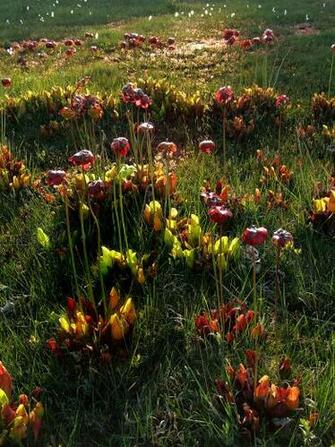 Sarracenia Purpurea An Illegal Alien In England Mus Kautas