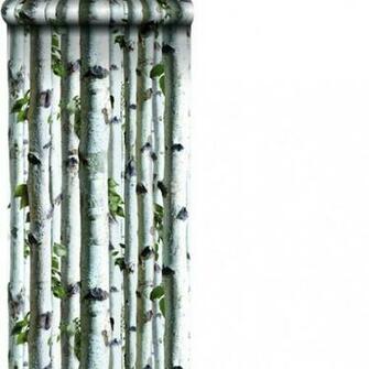 Birch Trees Wallpaper