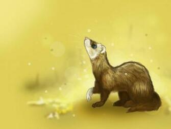 Ferret Wallpaper Ferrets