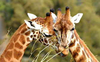 Cute Giraffe Wallpaper