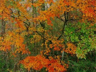 Autumn Scenery Wallpaper Image
