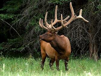 Wild Animals Screensaver Screensavers