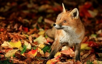 Fox Computer Wallpaper Desktop Background Id