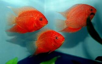 Red Fish Wallpaper