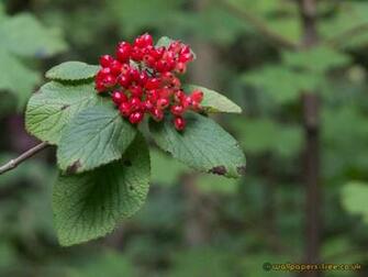 Red Berries Nature Wallpaper Image Featuring Flowers And Plants