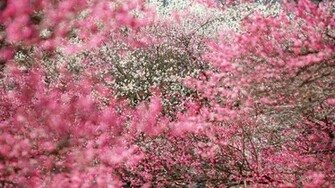 Spring Flowers Wallpaper