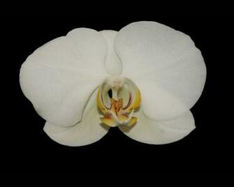 White Orchid Desktop Wallpaper