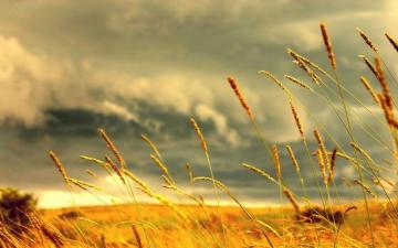 Field Wallpaper Top Background