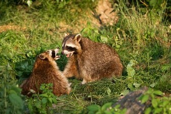 Animal Raccoon Wallpaper