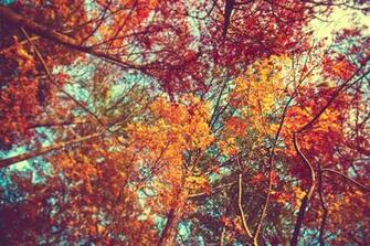 Trees Autumn Wallpaper Season