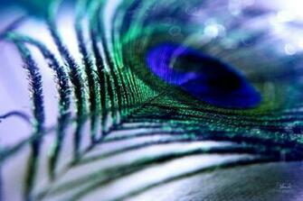 Peacock Feather Wallpaper