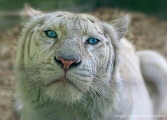 Liger Pictures To Pin