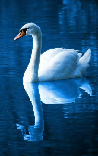 White Mute Swan Wallpaper
