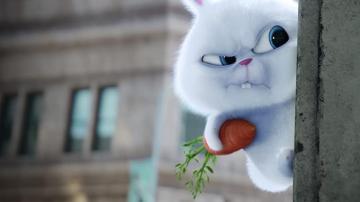 Amazon Watch The Secret Life Of Pets Prime Video