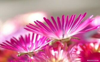 Flower Wallpaper Japanese