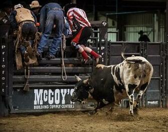 Pbr Bull Riding Wallpaper American Bucking Bulls Inc