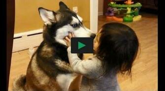 Baby Husky Wallpaper Loves Jpg