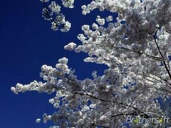 Spring Screensavers Babes HD Wallpaper