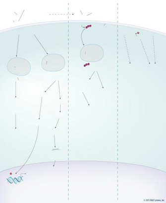 Beta Catenin Independent Wnt Pcp Pathways R D Systems