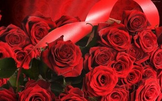 Descargar Fondos De Pantalla Rosas Rojas HD Widescreen Gratis
