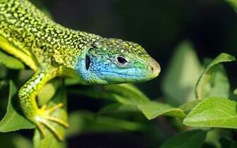 Lizard Animal Close Up Green Leaf