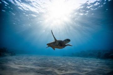 4k Turtle Wallpaper Background Image