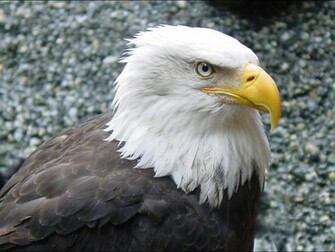 Bald Eagle Wallpaper Animal Literature