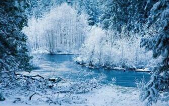 Evening Winter Forest Wallpaper And Image Pictures
