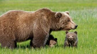 Animals HD Wallpaper
