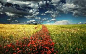 Car Wallpaper Motors Sports Field Of Poppies