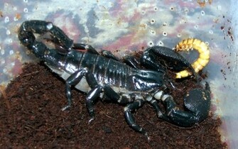 Best Wallpaper Scorpions
