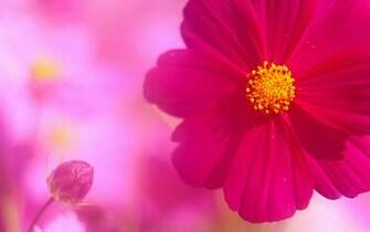 Wallpaper Macro Pink Cosmos