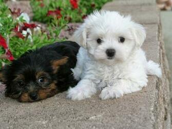 Grooming Shih Tzu S A Needs Are Unquestionably