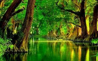 Green Forest Live Wallpaper Android Apps Games On Brothersoft