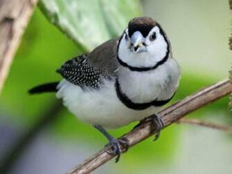 Finches Wallpaper Jpg