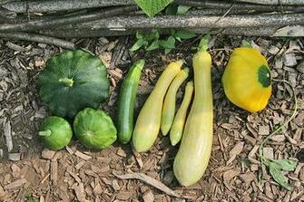 Skippy S Vegetable Garden July