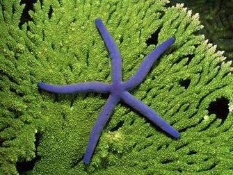 Starfish Wallpaper Underwater Desktop