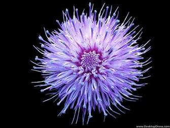 Desktop Wallpaper Flowers Background Thistle Flower