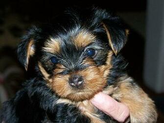 Crazy Pictures Cute Yorkie Poo Pics