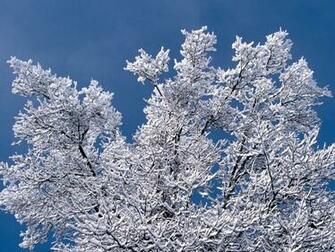 Quality Winter Background Picture High