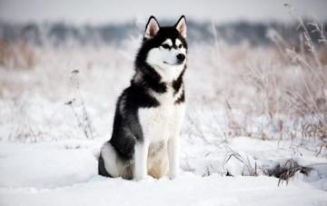 Husky Wallpaper On