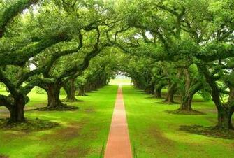Fond Of The Live Oaks That Line Historic Streets Small Southern