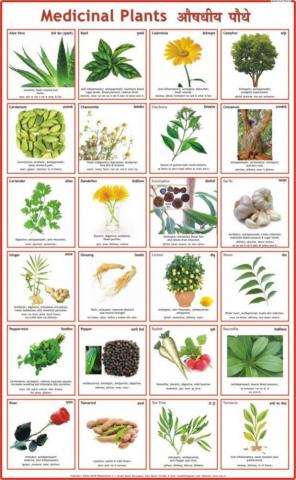 Medicinal Plants Chart Paper Print Educational Posters In India
