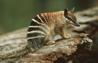 Enough With The Australian Animals Bad Here Is A Cute Numbat Wallpaper