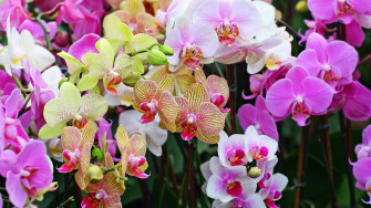Orchids Wallpaper