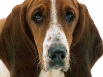 Basset Hound Puppies Wallpaper Patient Eyes