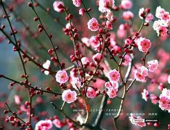 Yahoo Korea April Calendar Wallpaper Blossoming