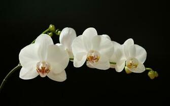 Orchids Wallpaper